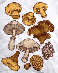 Mushroom Variation | Obraz na stenu
