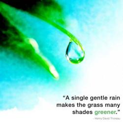 A Single Gentle Rain - Henry Thoreau Quote (Droplet) | Obraz na stenu