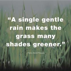 A Single Gentle Rain - Henry Thoreau Quote (Dark) | Obraz na stenu
