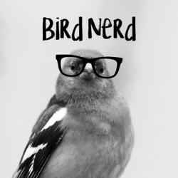Bird Nerd - Chaffinch | Obraz na stenu