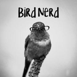 Bird Nerd - Hummingbird | Obraz na stenu