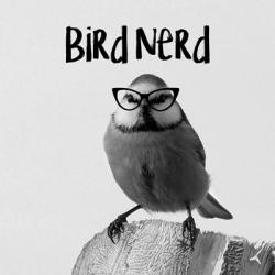 Bird Nerd - Blue Tit | Obraz na stenu