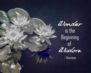 Wonder is the Beginning of Wisdom Water Lily Black and White | Obraz na stenu