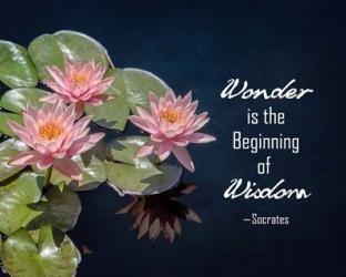 Wonder is the Beginning of Wisdom Water Lily Color | Obraz na stenu