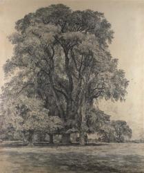 Elm trees in Old Hall Park | Obraz na stenu