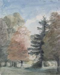 Study of Trees in a Park | Obraz na stenu