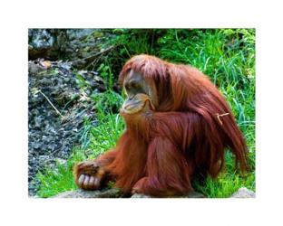 Orangutan - Giving it some thought | Obraz na stenu
