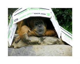 Orangutan - Give me shelter | Obraz na stenu