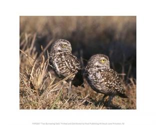 Two Burrowing Owls | Obraz na stenu