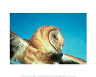 Barn Owl In Flight | Obraz na stenu