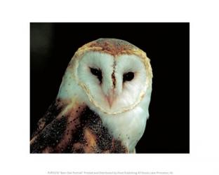 Barn Owl Portrait | Obraz na stenu