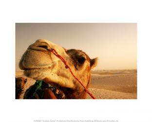Arabian Camel | Obraz na stenu