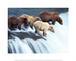 Brown Bears On a Waterfall | Obraz na stenu