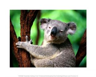 Koala Bear Holding a Tree | Obraz na stenu
