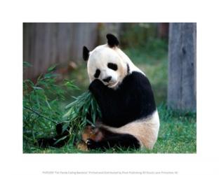 Fat Panda Eating Bamboo | Obraz na stenu