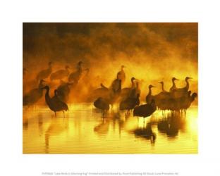 Lake Birds in Morning Fog | Obraz na stenu