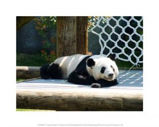 Lazy Panda | Obraz na stenu