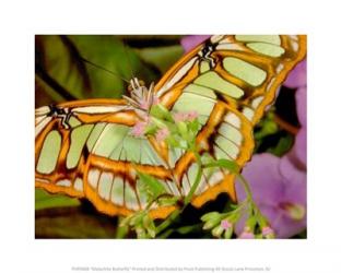 Malachite Butterfly | Obraz na stenu