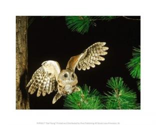 Owl Flying | Obraz na stenu
