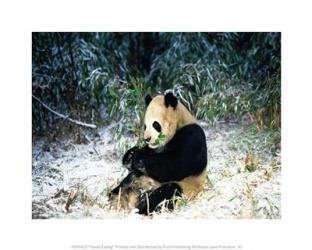 Panda Eating | Obraz na stenu