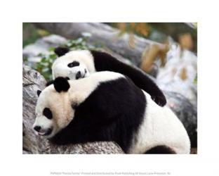 Panda Family | Obraz na stenu