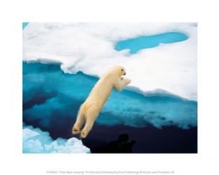 Polar Bear Jumping | Obraz na stenu