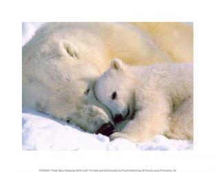Polar Bear Sleeping with Cub | Obraz na stenu