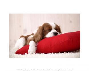 Puppy Sleeping on Red Pillow | Obraz na stenu