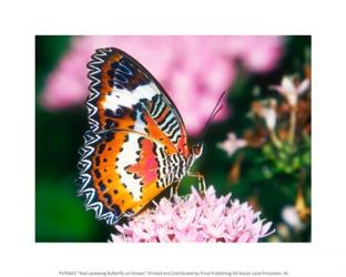 Red Lacewing Butterfly | Obraz na stenu