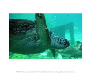 Turtle Swimming Under Water | Obraz na stenu