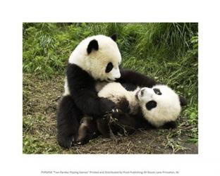 Two Pandas Playing Games | Obraz na stenu