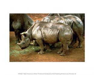 Black Rhinoceros in Africa | Obraz na stenu
