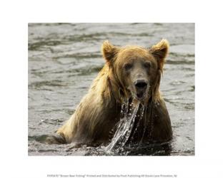 Brown Bear Fishing | Obraz na stenu