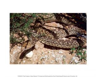 Bull Snake in New Mexico | Obraz na stenu