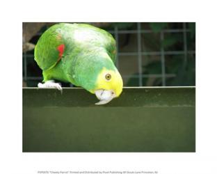 Cheeky Parrot | Obraz na stenu