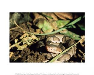 Close Up of Coiled Copperhead Snake | Obraz na stenu