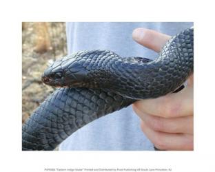 Eastern Indigo Snake | Obraz na stenu