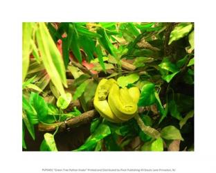 Green Tree Python Snake | Obraz na stenu