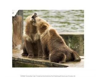 Grizzly Bear Cubs | Obraz na stenu