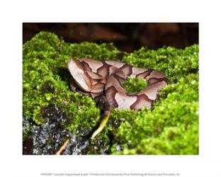 Juvenile Copperhead Snake | Obraz na stenu