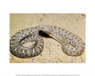Mexican Ridged Nose Rattlesnake | Obraz na stenu