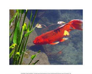 Red Goldfish | Obraz na stenu