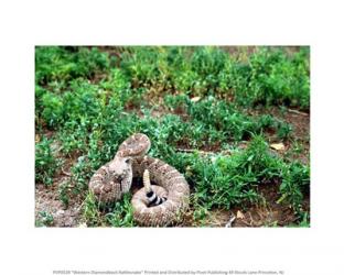 Western Diamondback Rattlesnake | Obraz na stenu