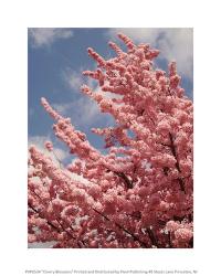 Cherry Blossoms | Obraz na stenu