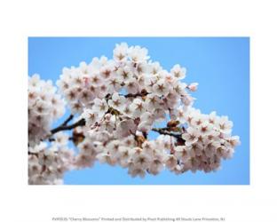 Cherry Blossoms | Obraz na stenu