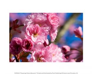 Flowering Cherry Blossoms | Obraz na stenu