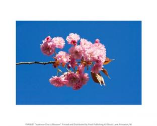 Japanese Cherry Blossom | Obraz na stenu