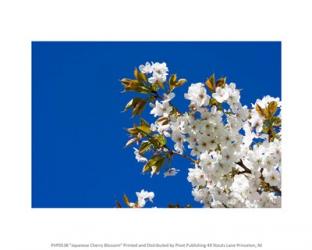 Japanese Cherry Blossom | Obraz na stenu