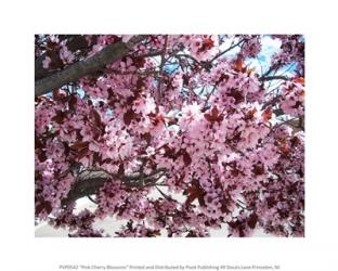 Pink Cherry Blossoms | Obraz na stenu
