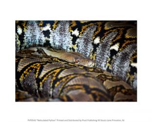 Reticulated Python | Obraz na stenu